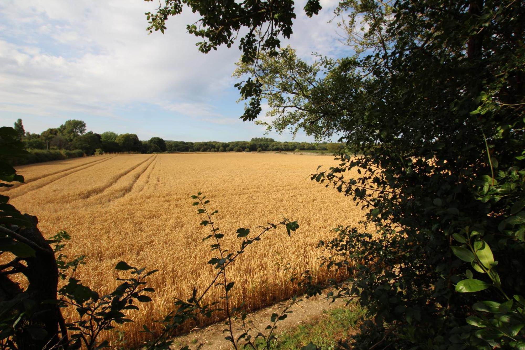 Cowslip Barn Annexe, Countryside Stay Near ชิชิสเตอร์ ภายนอก รูปภาพ
